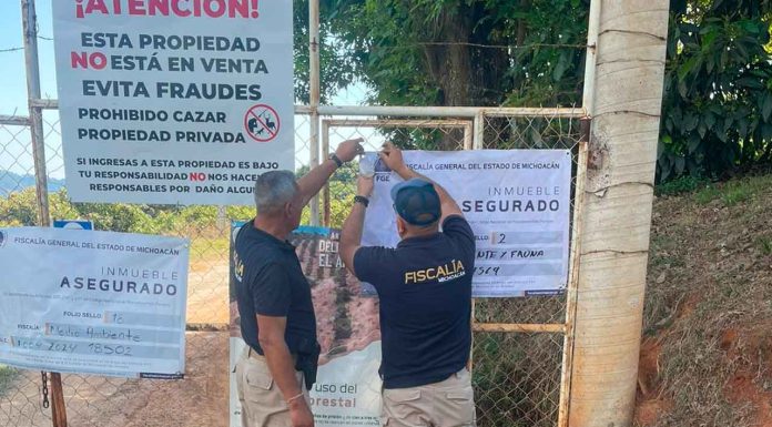 En cateo realizado en Tacámbaro, FGE asegura predio relacionado en tala y cultivo ilegal de aguacate y chile perón