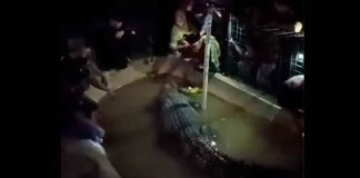 #VIDEO | Hombre de la tercera edad intenta alimentar a enorme cocodrilo y le muerde el brazo