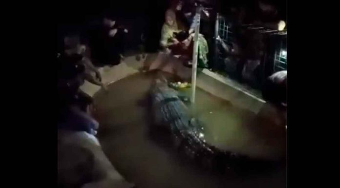 #VIDEO | Hombre de la tercera edad intenta alimentar a enorme cocodrilo y le muerde el brazo