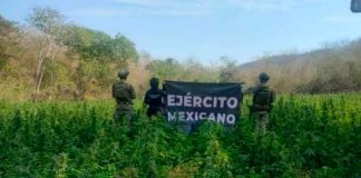 Agentes federales y estatal destruyen 30 mil plantas de mariguana en Arteaga