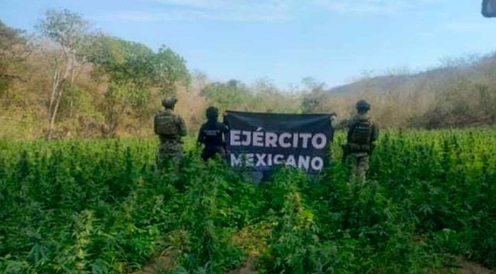 Agentes federales y estatal destruyen 30 mil plantas de mariguana en Arteaga