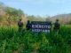 Agentes federales y estatal destruyen 30 mil plantas de mariguana en Arteaga