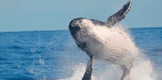 #VIDEO | Día Mundial de las Ballenas: celebrar la importancia de los gigantes marinos