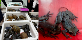 Aseguran 120 tortugas y 16 ranas vivas en el AICM; pretendían enviarlas a Japón