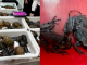 Aseguran 120 tortugas y 16 ranas vivas en el AICM; pretendían enviarlas a Japón