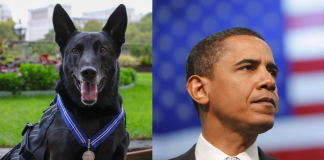 ¡Adiós a un héroe! Muere el perro que salvó la vida de Barack Obama en 2014