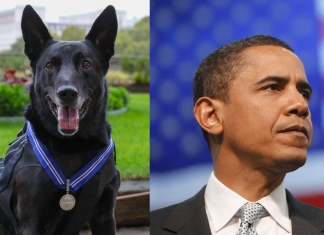 ¡Adiós a un héroe! Muere el perro que salvó la vida de Barack Obama en 2014