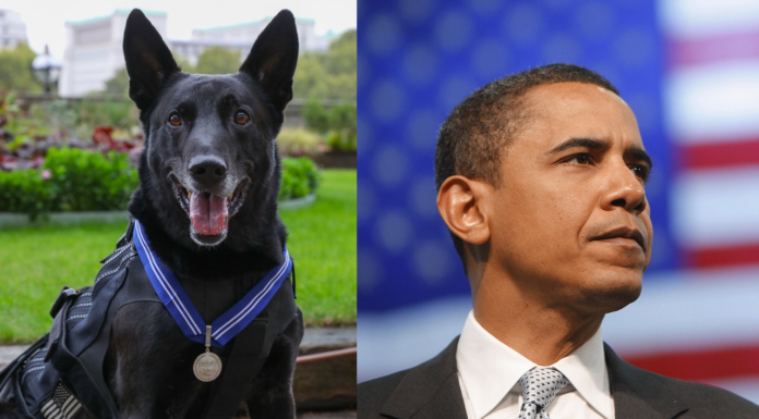 ¡Adiós a un héroe! Muere el perro que salvó la vida de Barack Obama en 2014