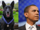 ¡Adiós a un héroe! Muere el perro que salvó la vida de Barack Obama en 2014