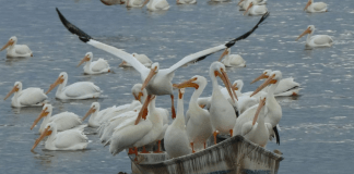 ¡Sorpréndete! Petatán se pinta de blanco con la llegada de 23 mil pelícanos