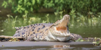 Hombre muere por ataque de cocodrilo mientras pescaba en un río