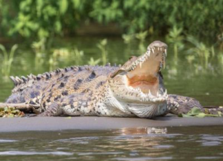 Hombre muere por ataque de cocodrilo mientras pescaba en un río