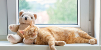 Detienen a hombre por manejar a alta velocidad; iba en estado de ebriedad pero quería llegar a ver a su gato