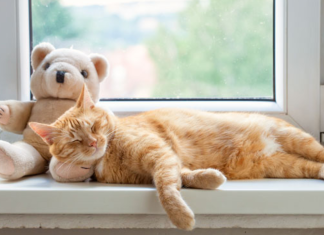 Detienen a hombre por manejar a alta velocidad; iba en estado de ebriedad pero quería llegar a ver a su gato