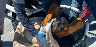 Rescatan a dos lobos marinos enmallados en BCS