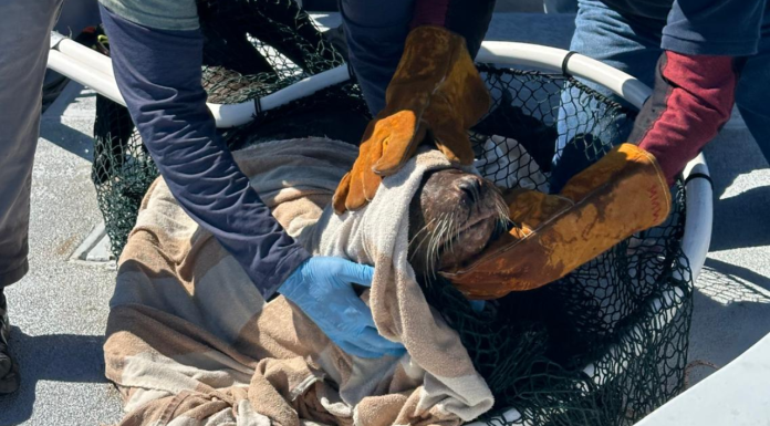 Rescatan a dos lobos marinos enmallados en BCS