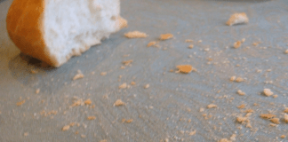 #México: Niñas mueren al consumir panes envenenados; reportan que era comida para matar perros de la calle