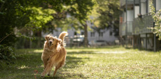 #México: Familia golpea a otra con palos por “correr a sus perros” de su domicilio