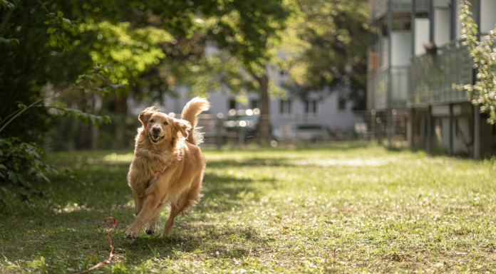 #México: Familia golpea a otra con palos por “correr a sus perros” de su domicilio
