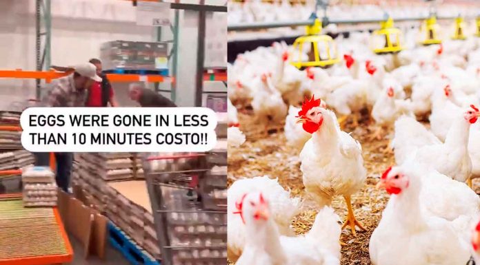#VIDEO |Consumidores se pelean por hacer compras de pánico por escasez de huevo en EUA #Internacional