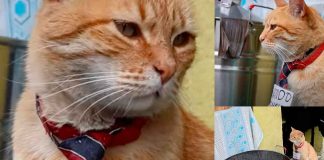 #VIDEO #Viral | Toby el gatito que vende tamales, encanta a todos