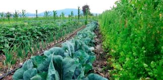 Investigadores universitarios impulsan cultivo de hortalizas libres de agroquímicos en Michoacán