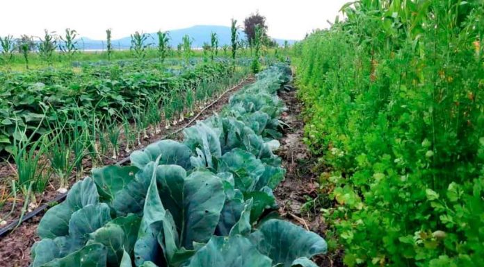 Investigadores universitarios impulsan cultivo de hortalizas libres de agroquímicos en Michoacán