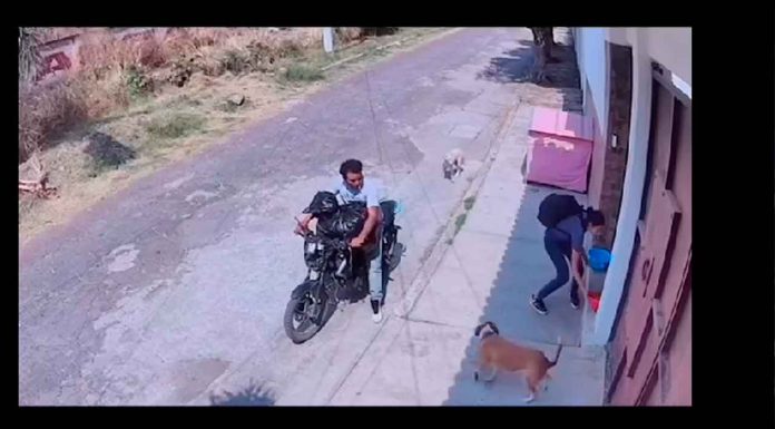 #VIDEO | #EnMéxico: Pareja roba comida de perros callejeros; vecinos están indignados