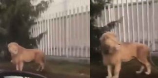 #VIDEO #Viral | León fue captado en plena vía pública #México