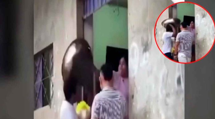 #VIDEO | Joven a va a conocer a su suegra y ésta lo recibe con un ‘ollazo’ en la cabeza