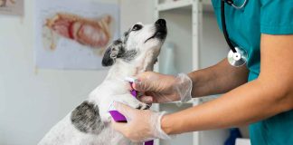 Médicos veterinarios de Michoacán convocan a paro de labores este próximo 18 de febrero; esto se sabe