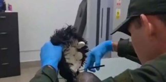 #VIDEO | Capturan a hombre con una “narcopeluca” cuando intentaba viajar a Ámsterdam