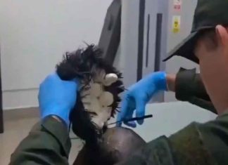 #VIDEO | Capturan a hombre con una “narcopeluca” cuando intentaba viajar a Ámsterdam