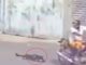 #VIDEO | En México: Sujeto amarró a una perrita a su motocicleta y la arrastró por varias calles