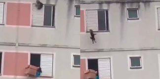 #VIDEO | Mujer rescata a un perro en una impactante escena #Internacional