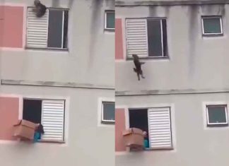 #VIDEO | Mujer rescata a un perro en una impactante escena #Internacional