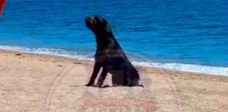 #VIDEO | Perrito es abandonado en una playa; sus dueños lo bajaron desde un auto en movimiento y emprendieron la huida