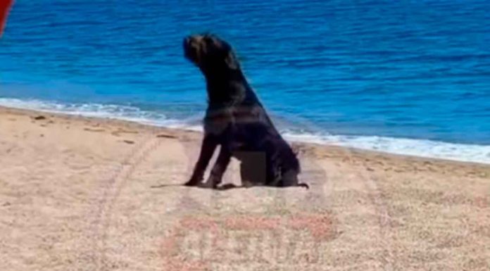 #VIDEO | Perrito es abandonado en una playa; sus dueños lo bajaron desde un auto en movimiento y emprendieron la huida