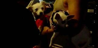 #EnMéxico: Perritas salvan a su familia de un fuerte incendio