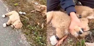 #Video | Cachorros de Golder Retriever son abandonados y amordazados para que no pudieran escapar; héroe anónimo los rescata