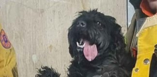 Perro extraviado en el metro es rescatado y puesto a salvo #México