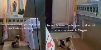 #VIDEO #Viral | Se viraliza la reacción de un perrito al observar altar en un templo