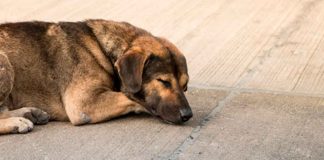 Conoce la importancia de esterilizar y vacunar a tus mascotas