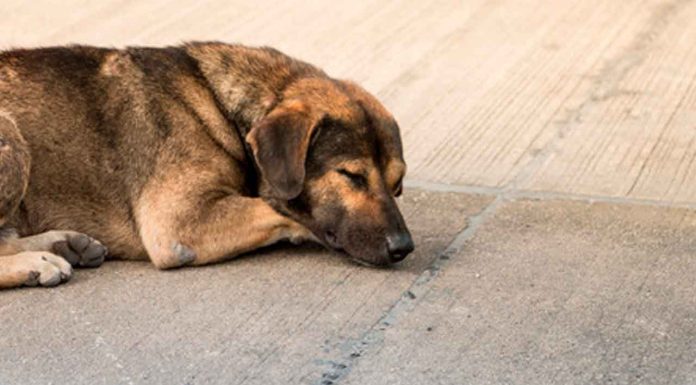 #VIDEO | Descubren venta de carne de perro tras denuncia por maltrato animal #México