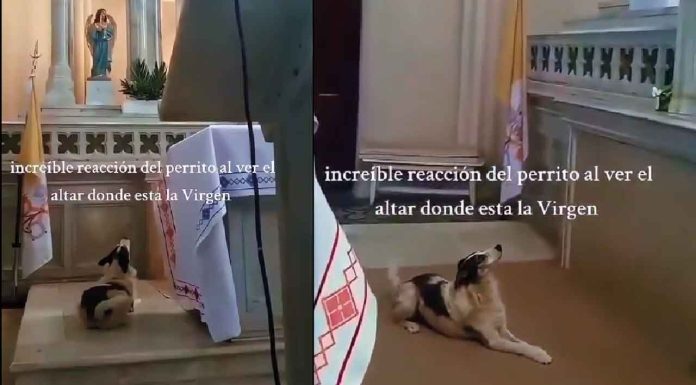 #VIDEO #Viral | Se viraliza la reacción de un perrito al observar altar en un templo