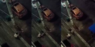 #Video | ¡Ahorita vas a llorar de verdad! Mujer abraza a perro callejero en busca de consuelo y éste termina mordiéndola