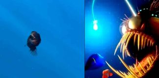 #VIDEO #Viral | Se registra avistamiento de un pez extraño de las profundidades marinas en aguas superficiales