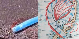 #VIDEO #Viral | Extraña criatura conocida como “pez del fin del mundo” es avistada en playa de #México y causa alarma
