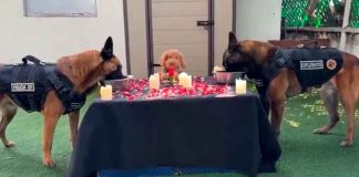 #VIRAL #VIDEO Con comida romántica, Héctor y Toskha, pareja canina de la policía CDMX celebran San Valentín