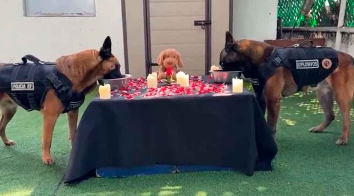 #VIRAL #VIDEO Con comida romántica, Héctor y Toskha, pareja canina de la policía CDMX celebran San Valentín